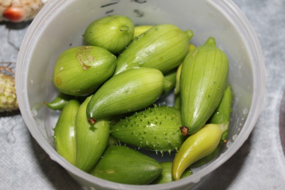 cyclanthere 0811.jpg