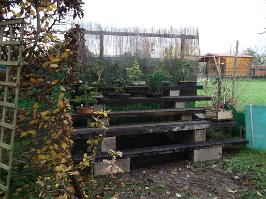 présentoir à bonsaï