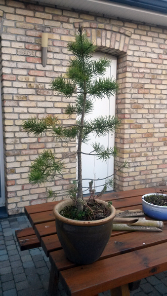 Il regagnera le jardin en janvier