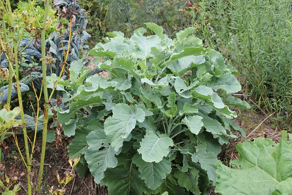 chou daubenton 1008.JPG