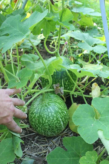 courge de Siam 0509.jpg