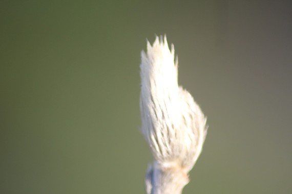 janv 06 009.jpg