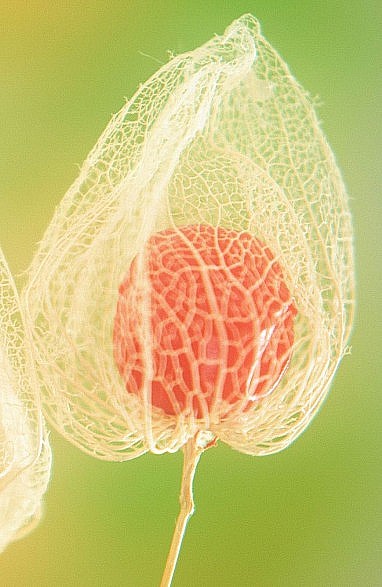 physalis quizz.jpg