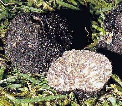 truffe 012015.jpg