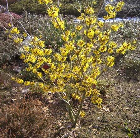 hamamelis 142015.jpg