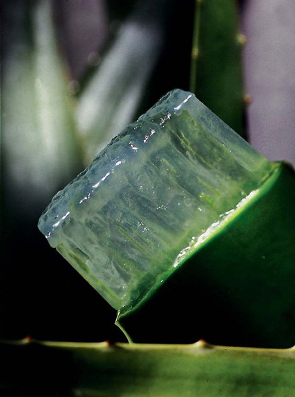 aloe vera janv.jpg