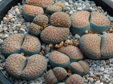 lithops verruculosa.jpg