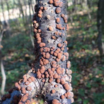Hypoxylon fragiforme.jpg