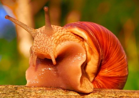 escargot ja,v.jpg