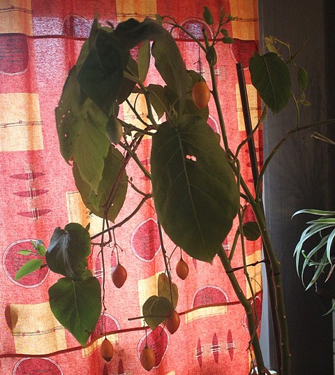 tamarillo 2601.jpg