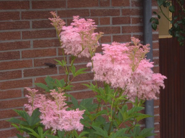 Filipendula rubra vénusta