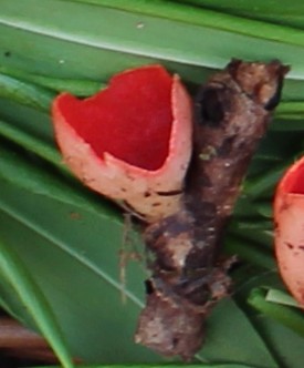 sarc_0681.JPG