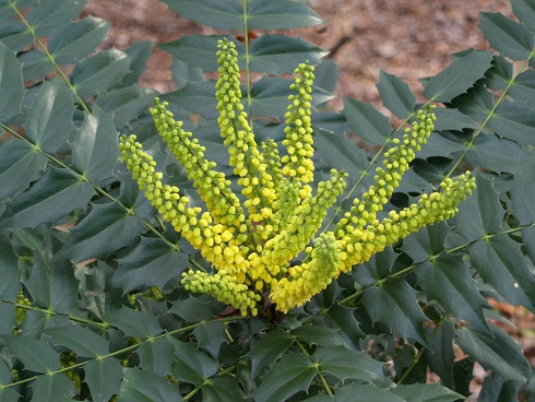Mahonia 1203.jpg