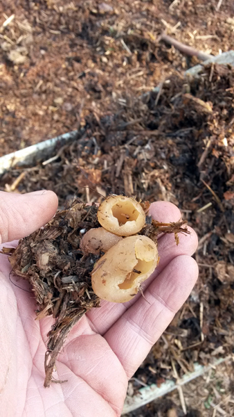 Champignons trouvés dans le fumier