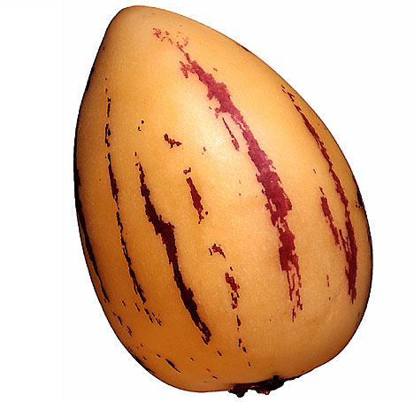 pepinomelonDM1105_468x454.jpg