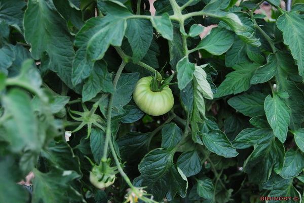Tomate Burpel délicious 19.jpg