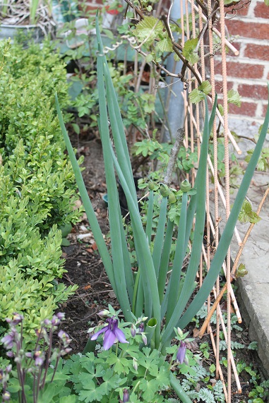 oignon perpetuel 2704.JPG