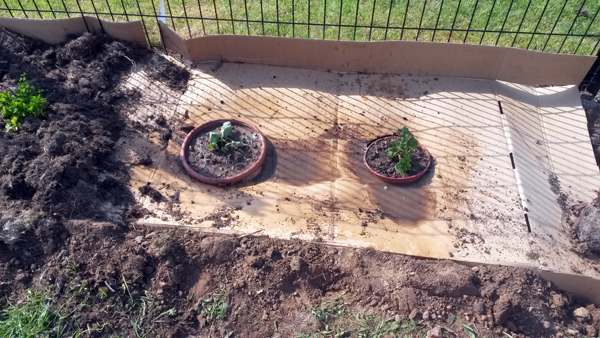 Deux menthes viennent rejoindre les aromatiques