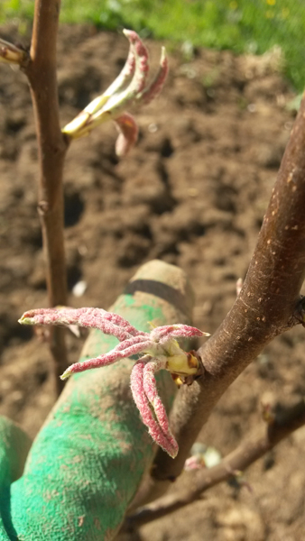 Coloration rosée sur les jeunes poussent, normal après vérification.
