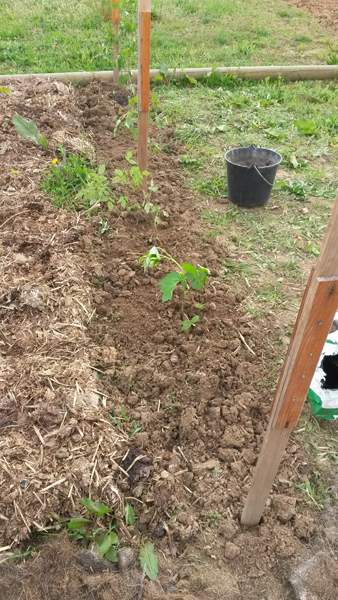 Plantation des framboisiers
