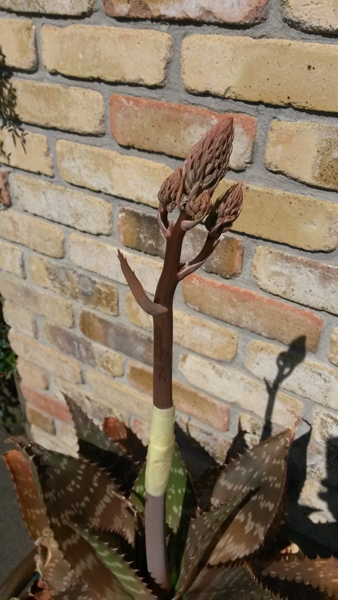 04_Aloe_vera.jpg