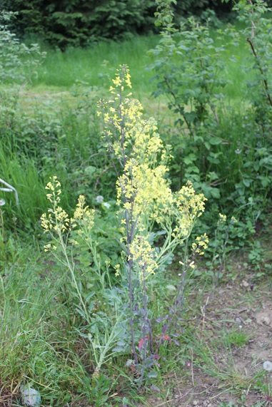 chou rave fleur 1305.JPG