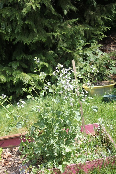 radis violet 1205.JPG