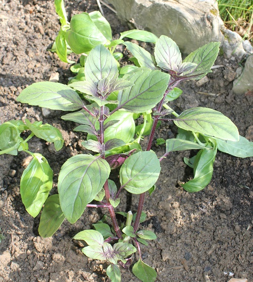 basilic bleu d Afrique 1505.JPG