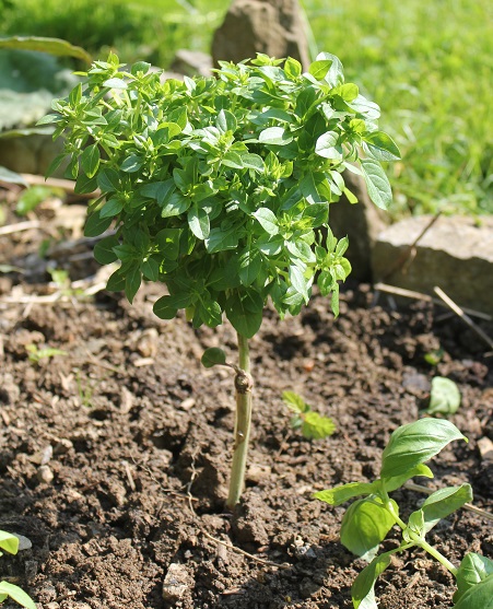 basilic greffe 1505.JPG