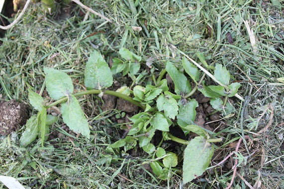 persil sauvage de Crete 1505.JPG