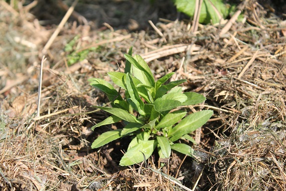 tagete lucida 1505.JPG