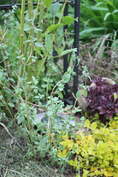 origan de Sicile 1505.JPG