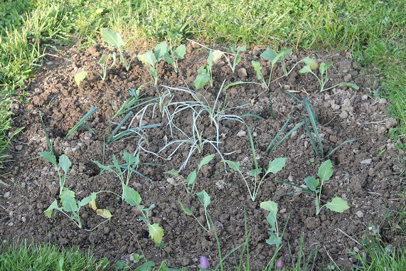 choux raves 1505.JPG