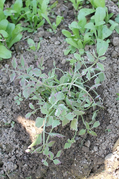 persil japonais 1505.JPG