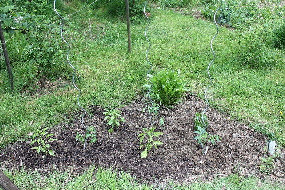 tomate-poivrons 1505.JPG