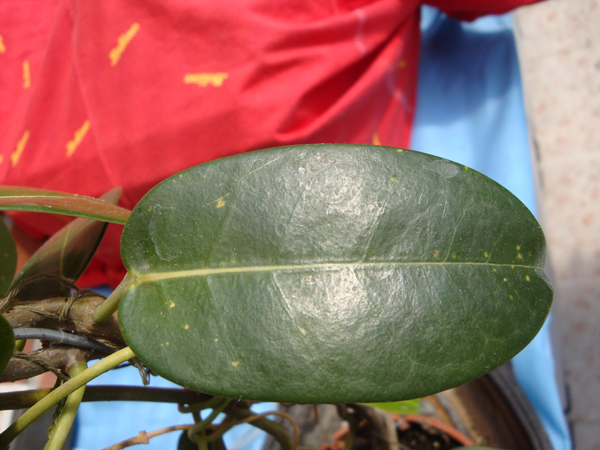 03_stephanotis.jpg
