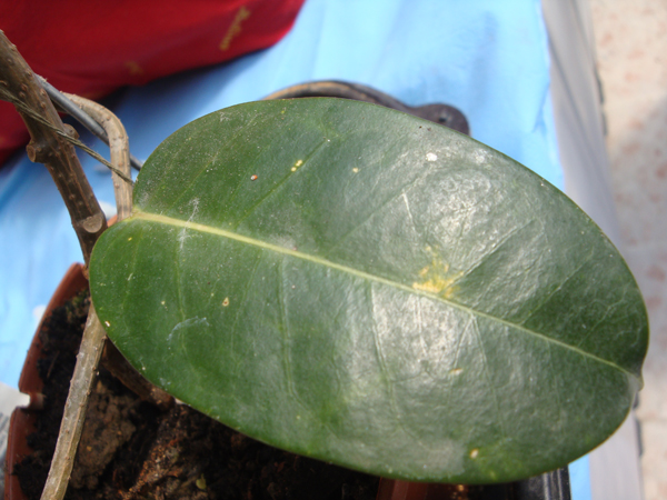 04_stephanotis.jpg