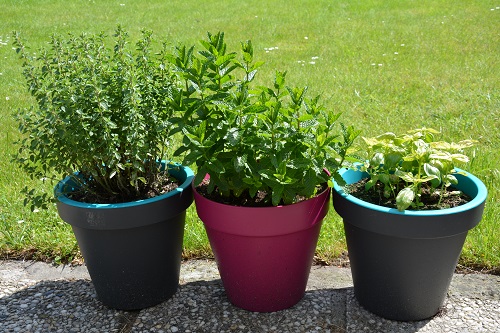 Origan, menthe, basilic