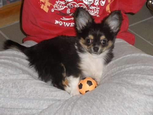 çà, c'est quand il était petit.