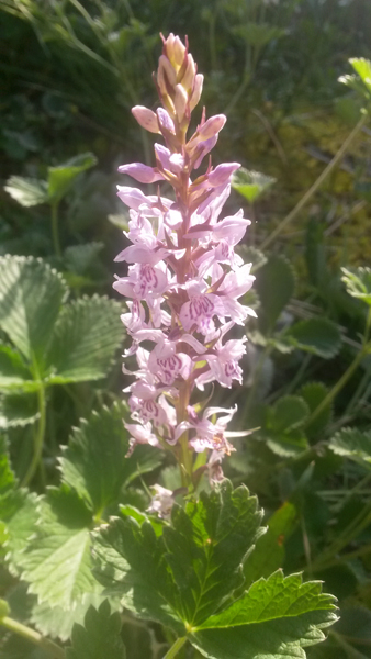 03_orchidee.jpg