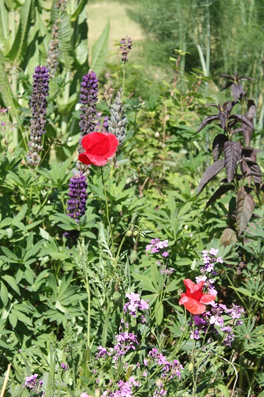 coquelicots 1706.JPG