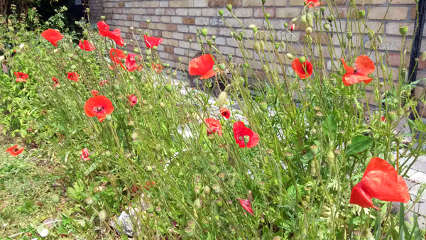 03_coquelicots.jpg