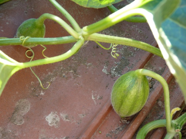 melons