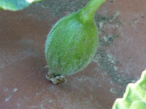melon