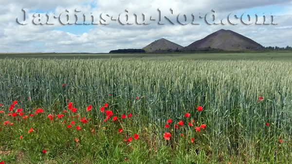 coquelicots_JDN_600.jpg