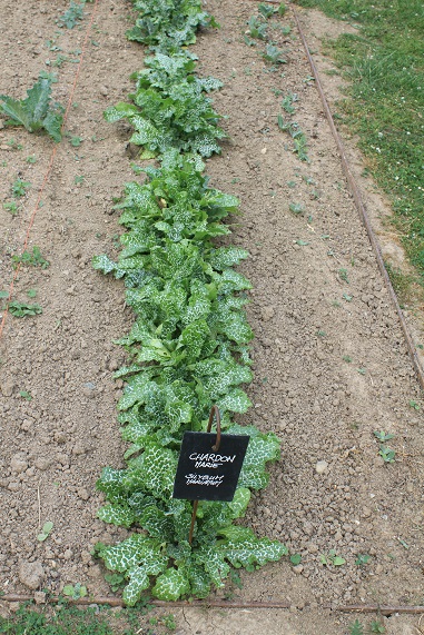 chardon marie 1007.JPG