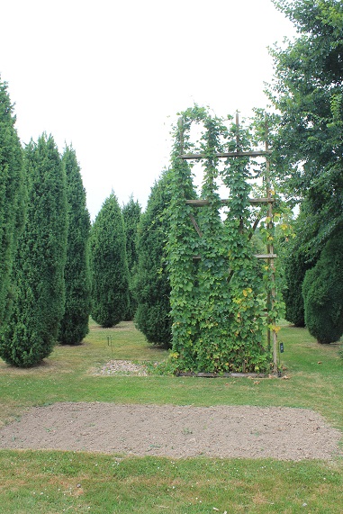 houblon 1007.JPG
