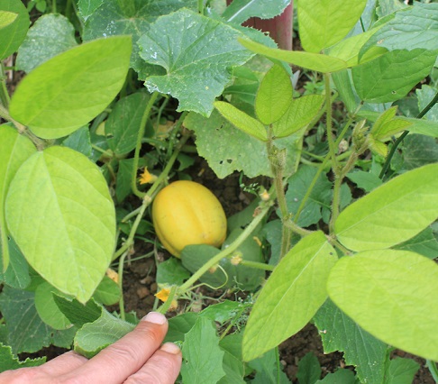 concombre citron 2607.JPG
