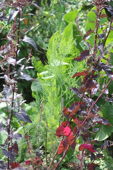 asperges 0208.JPG