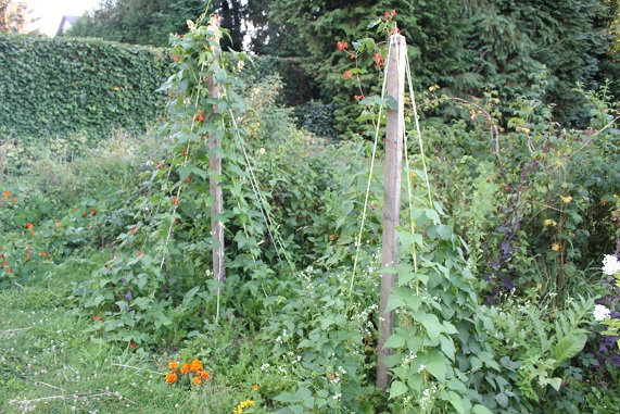 haricots 0208.JPG